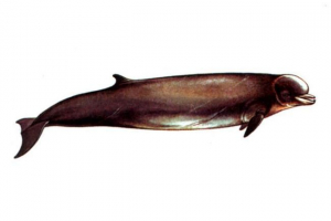 Nagy szemcsés palackozó - bálna, nem delfin